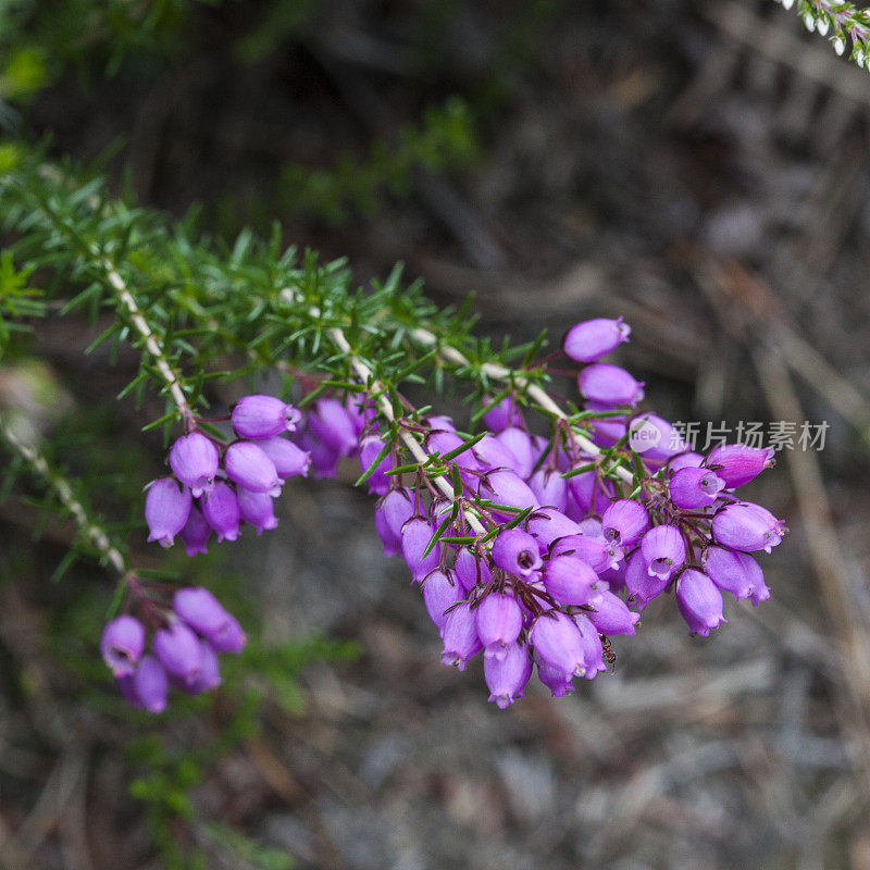 Erica Tetralix Linné - Bell Heather